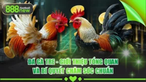 Đá Gà Tre - Giới Thiệu Tổng Quan Và Bí Quyết Chăm Sóc Chuẩn